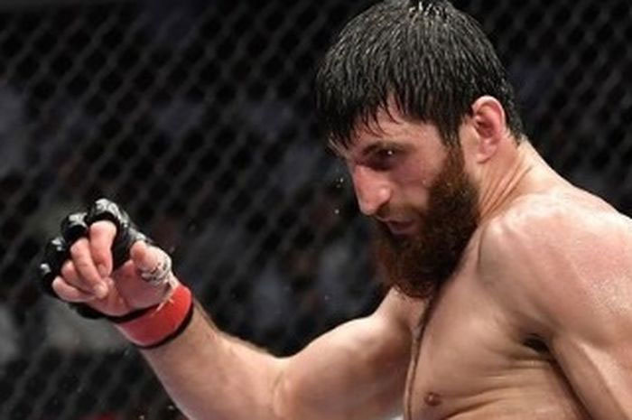 Alex Pereira Pantas Dapat Istirahat, Magomed Ankalev Tak Disukai UFC?